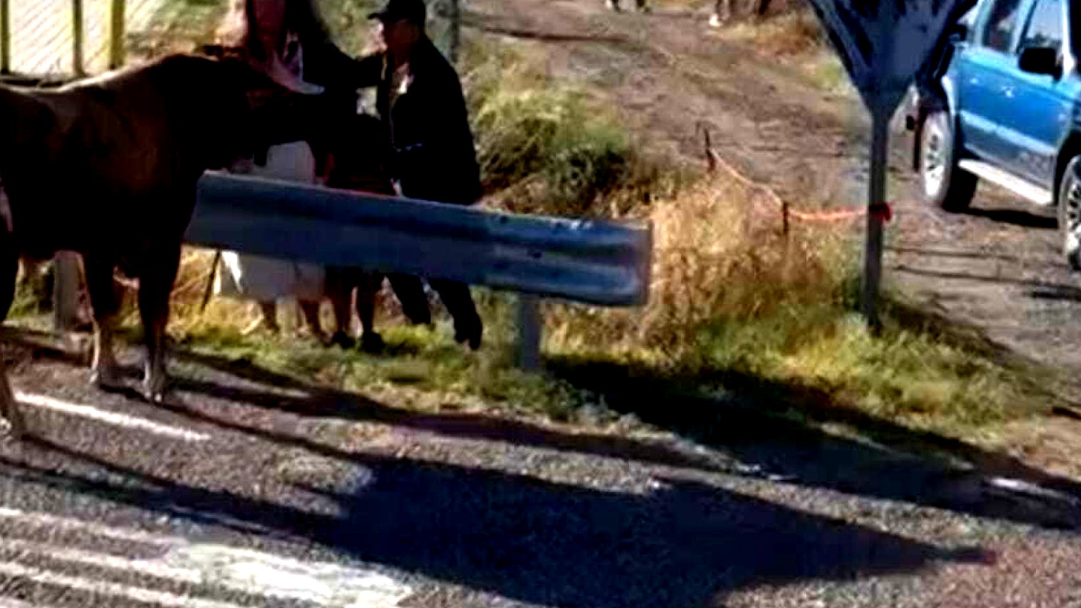 Incidente perigoso durante a corrida de touros em Arrabal de Portillo