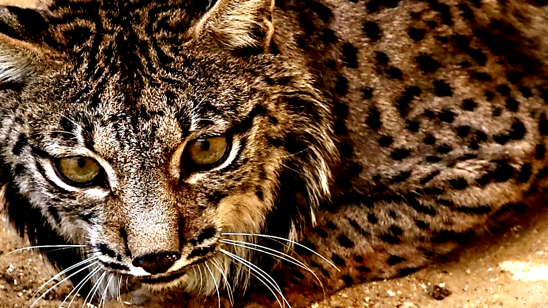 Lince ibérico Catalunha