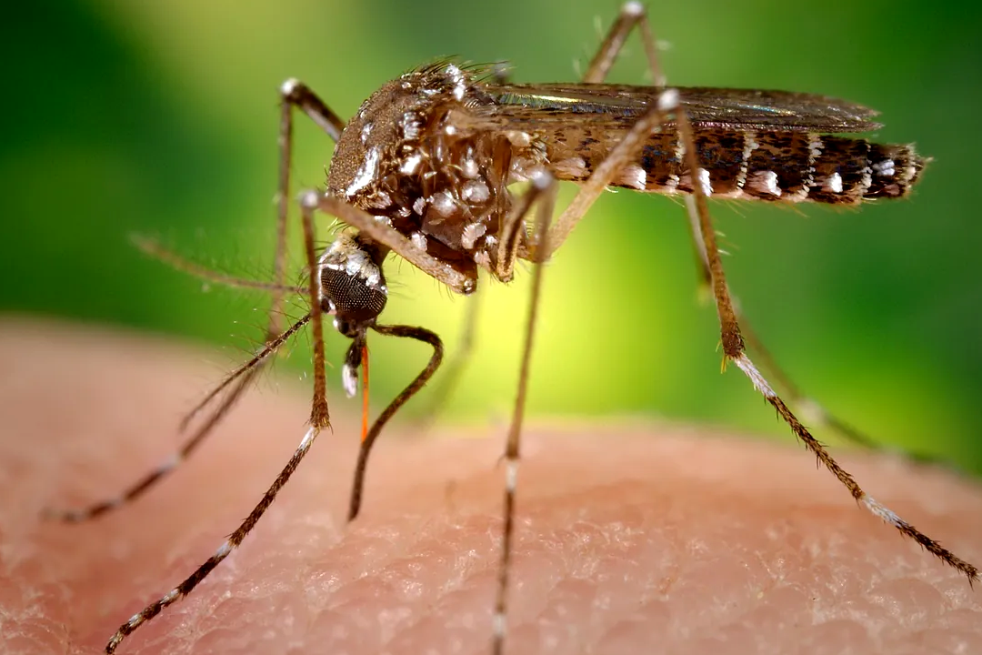 Preocupação em Tarragona com o surto de dengue, 8 pessoas afetadas