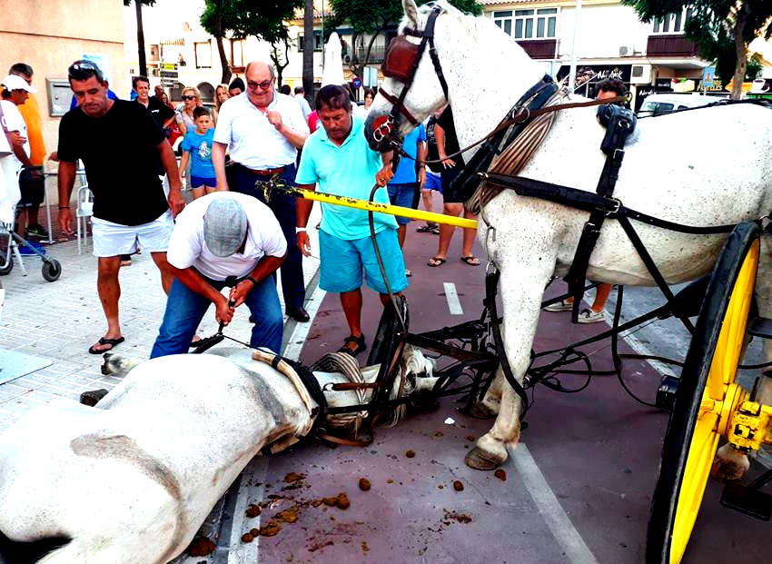 PACMA procura alternativas para cavalos que trabalham em condições de calor extremo em Sevilla